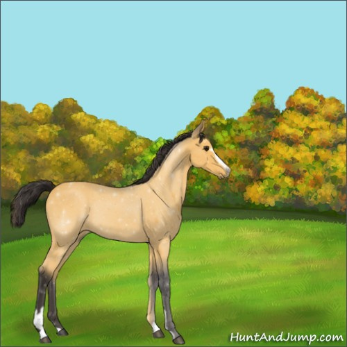 Horse Color:Buckskin Sabino 