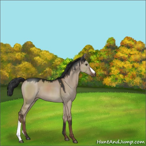 Horse Color:Liver Red Dun 