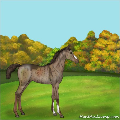 Horse Color:Liver Red Dun Brindle 