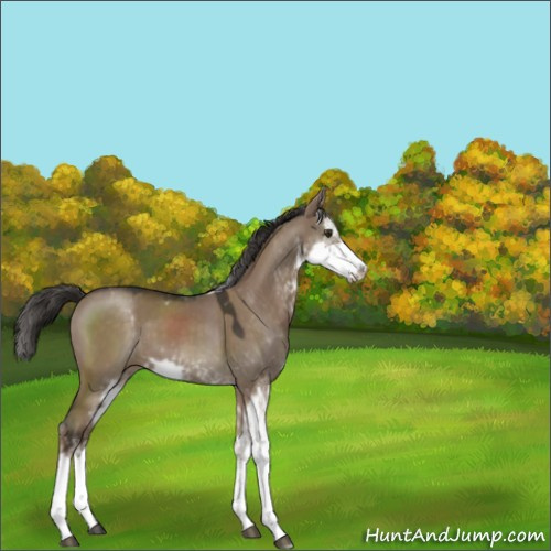 Horse Color:Liver Red Dun Sabino 