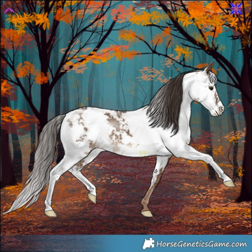 Horse Color:Liver Red Dun Sabino 