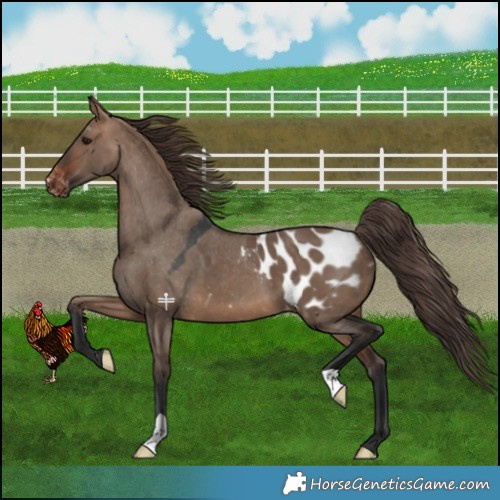 Horse Color:Brown Dun Appaloosa 