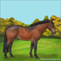 Horse Color:Bay Roan 