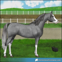 Horse Color:Black Splash Varnish Rabicano 