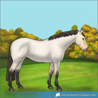 Horse Color:Buckskin Roan Dun 