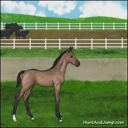 Horse Color:Bay Roan Dun 