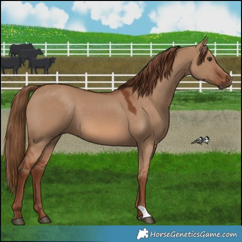Horse Color:Red Dun 
