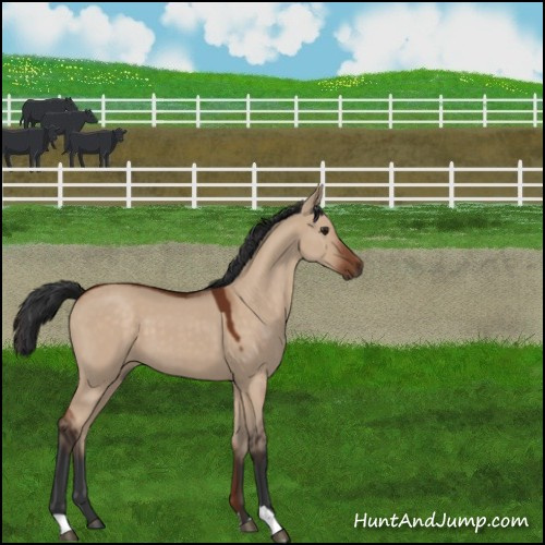 Horse Color:Brown Dun 
