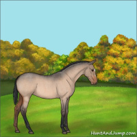 Horse Color:Bay Roan Dun