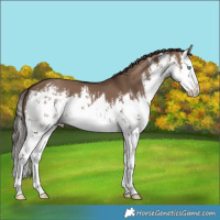 Horse Color:White Spotted Liver Red Dun Splash 