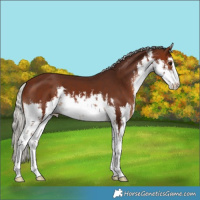 Horse Color:White Spotted Silver Brown