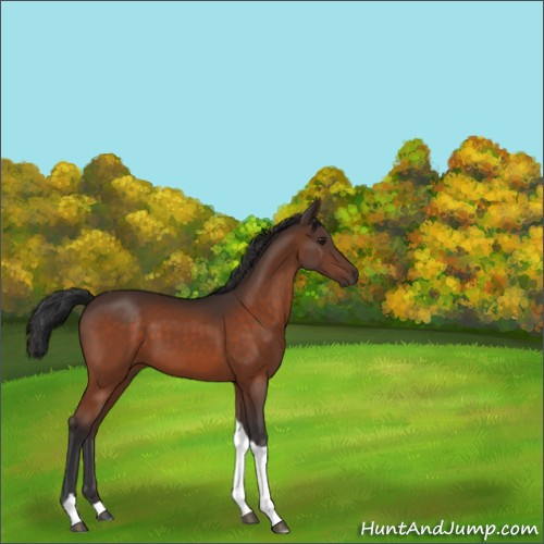 Horse Color:Brown Tobiano 