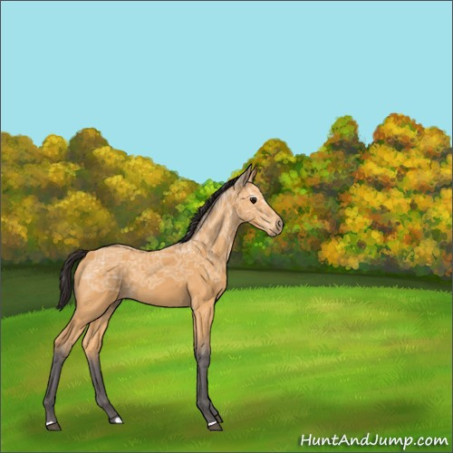 Horse Color:Buckskin Ice 