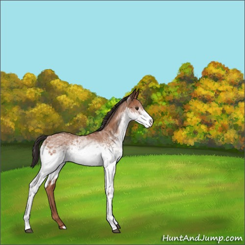 Horse Color:White Spotted Bay 