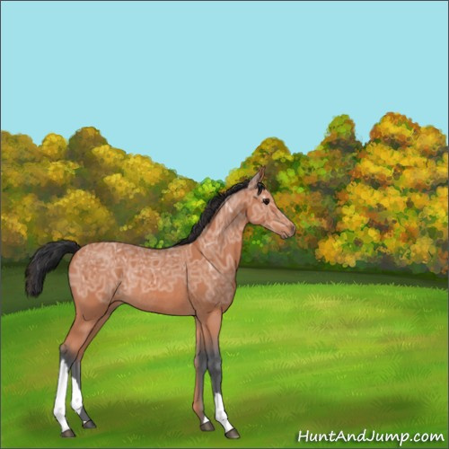 Horse Color:Bay Ice Rabicano 