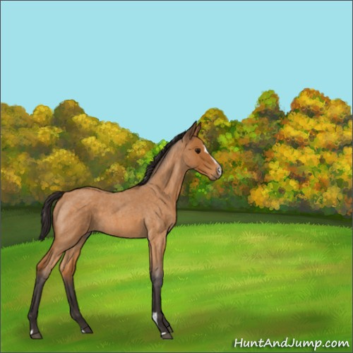Horse Color:Buckskin Roan Sabino 
