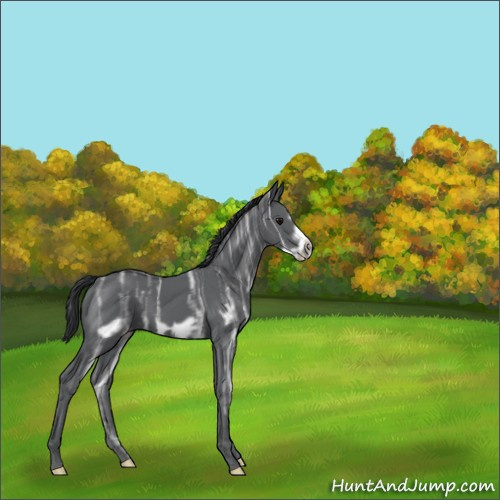 Horse Color:Black Ice Frame 