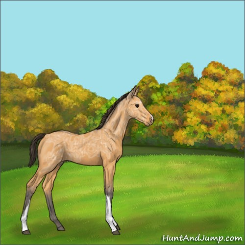 Horse Color:Buckskin Ice 