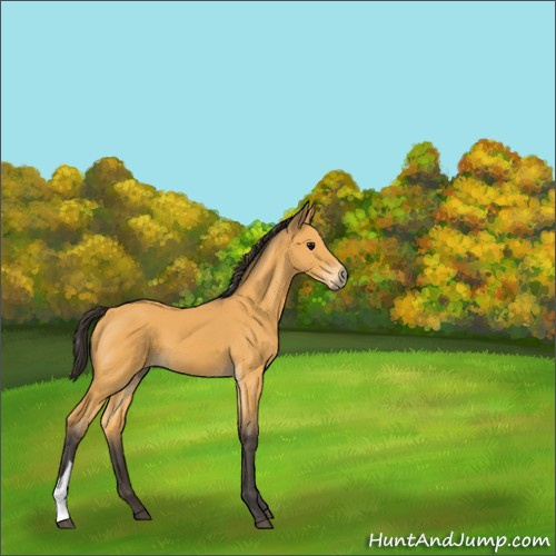 Horse Color:Buckskin 
