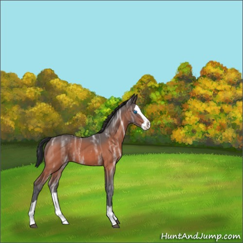 Horse Color:Bay Ice Splash Rabicano 