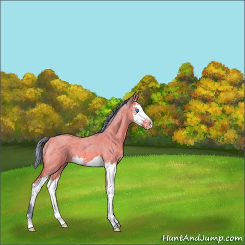 Horse Color:Watercolor Bay Roan Splash 