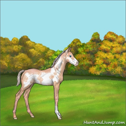 Horse Color:Watercolor Silver Sable Champagne Frame 