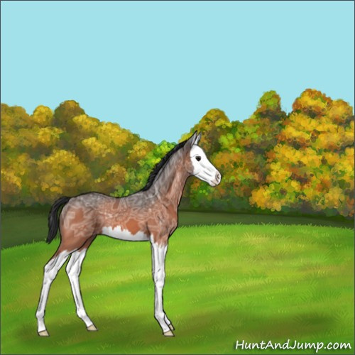 Horse Color:Bay Ice Splash 