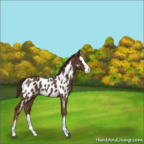 Horse Color:Liver Chestnut Sabino Splash Appaloosa 