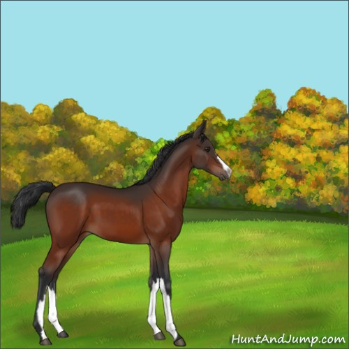 Horse Color:Brown 