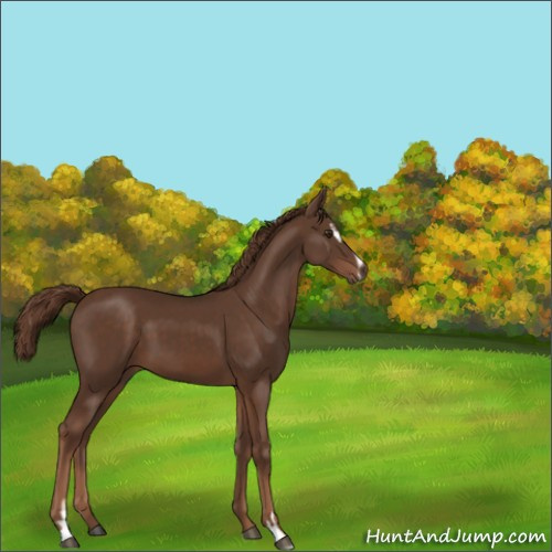 Horse Color:Liver Chestnut Sabino 