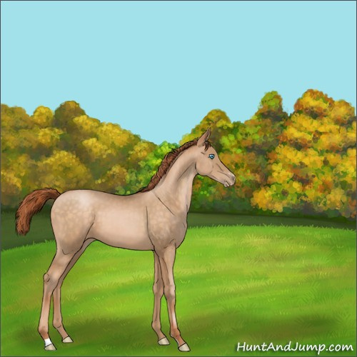 Horse Color:Buckskin Pearl Sabino 