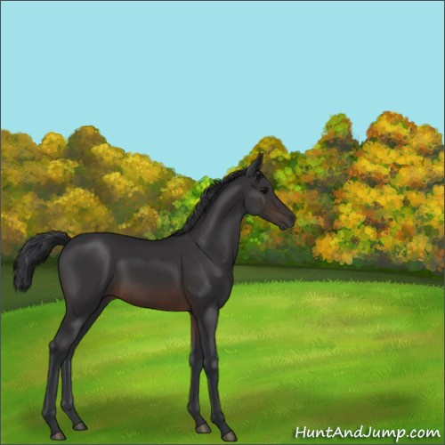 Horse Color:Brown 