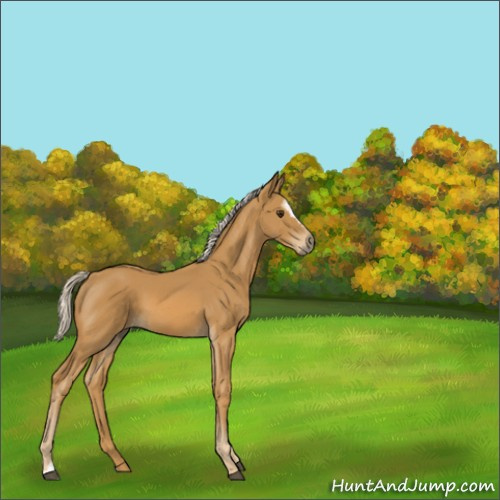 Horse Color:Palomino Sabino 