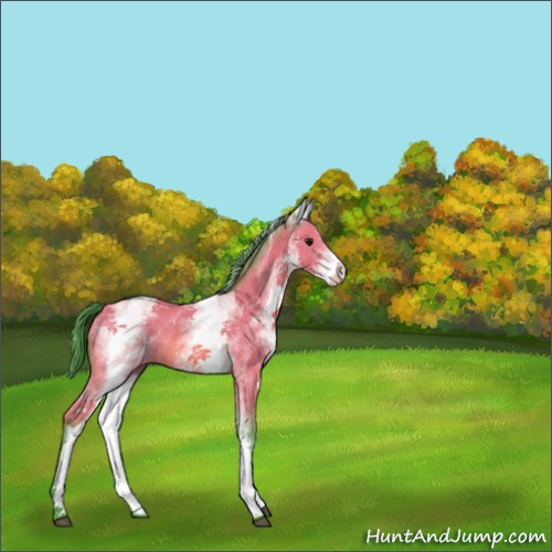 Horse Color:Watercolor White Spotted Bay Rabicano 