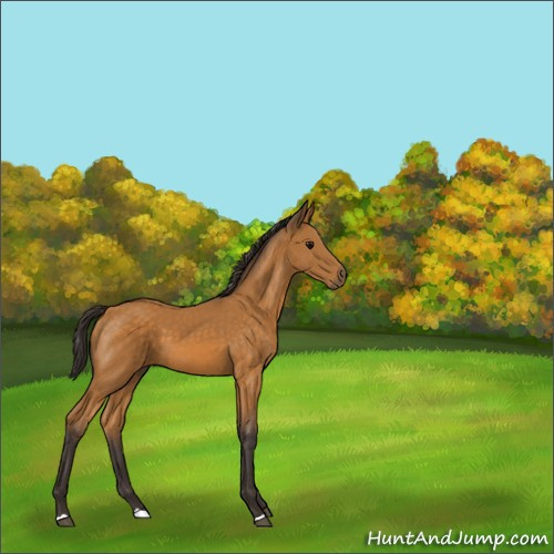 Horse Color:Buckskin 