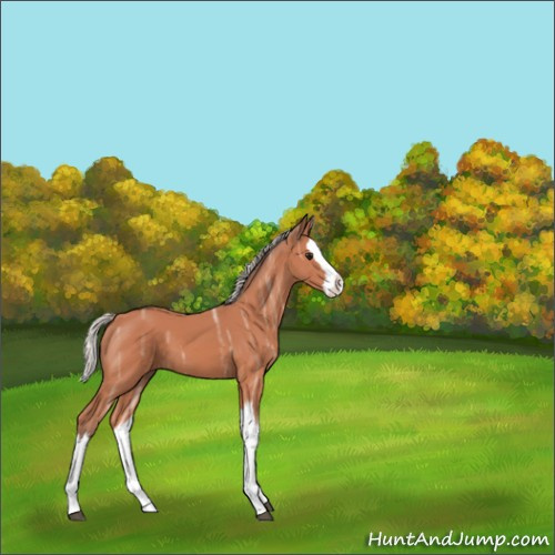 Horse Color:Silver Bay Ice Splash 