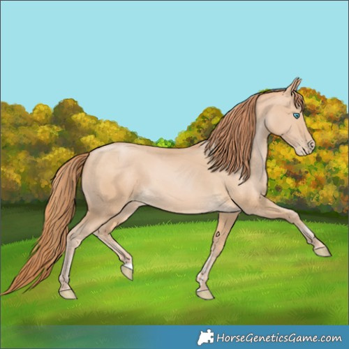Horse Color:Buckskin Pearl 