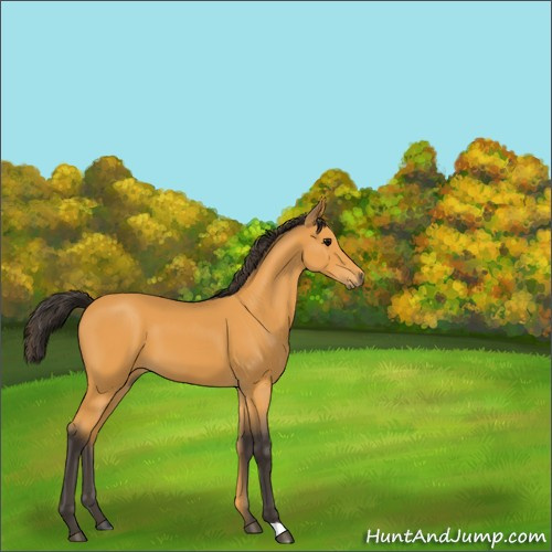 Horse Color:Buckskin 