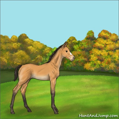 Horse Color:Buckskin 