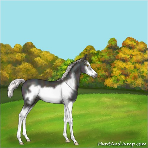 Horse Color:Midnight Silver Classic Champagne Ice Dun Splash Frame 
