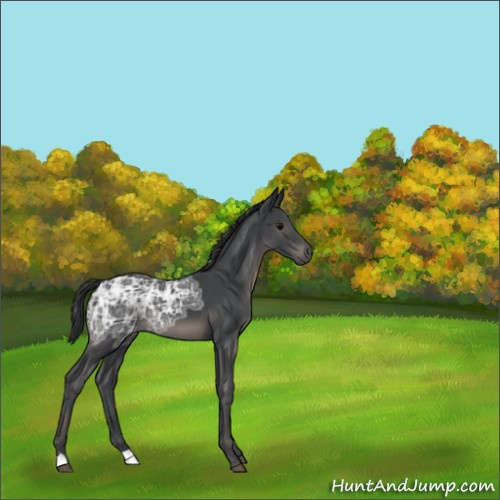 Horse Color:Black Ice 