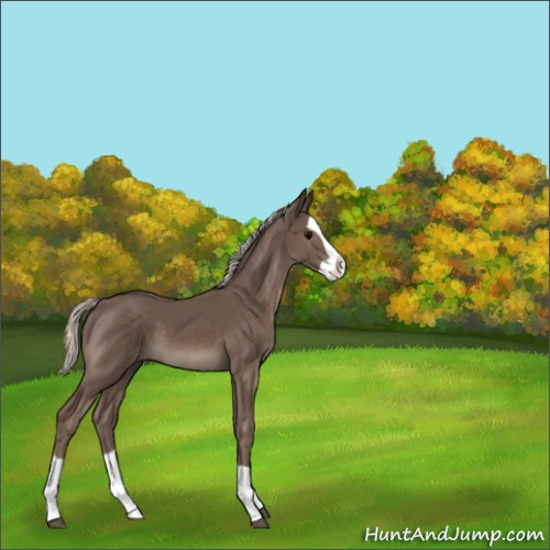 Horse Color:Silver Black Splash 