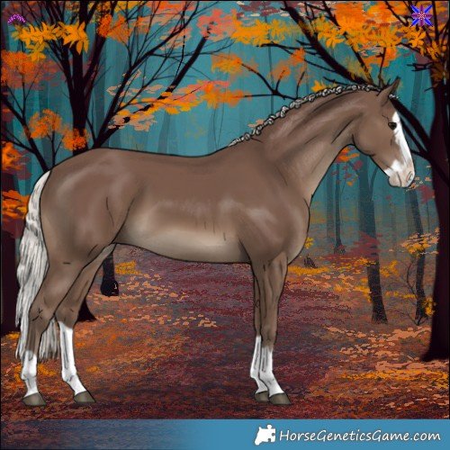 Horse Color:Silver Black Splash 