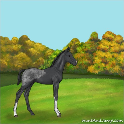 Horse Color:Black Ice 