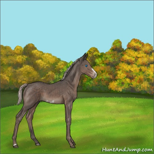 Horse Color:Silver Black Frame 