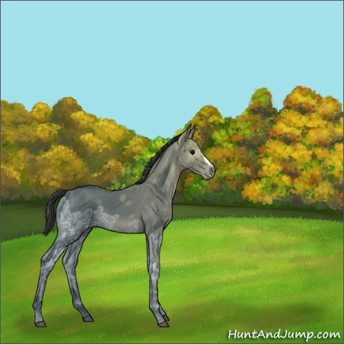 Horse Color:Black Ice 