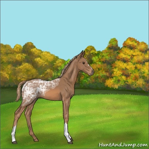 Horse Color:Chestnut Ice 