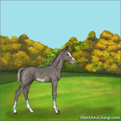 Horse Color:Silver Blue Roan Splash Frame 