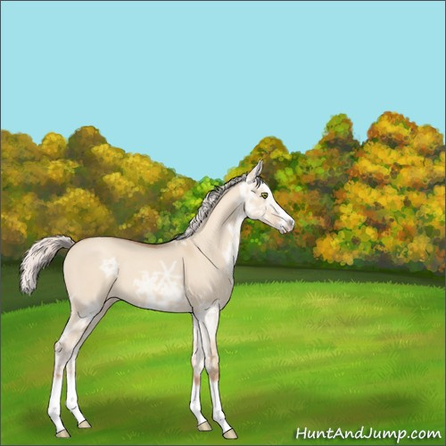 Horse Color:Silver Classic Champagne Ice Dun Splash Frame 