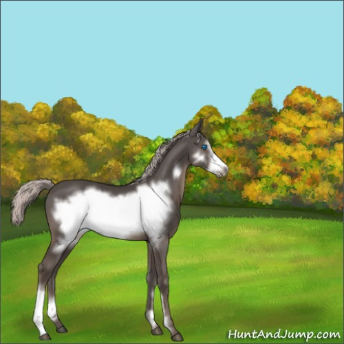 Horse Color:Silver Black Frame 